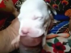 Zoo Sex Videos: Hardcore Animal Porn Tube
