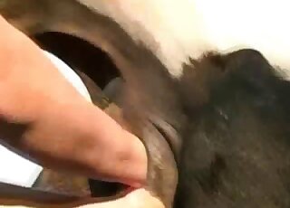 Good grey cow is enjoying intensive bestiality XXX