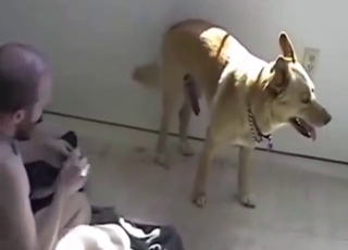 Bald dude shines in zoo porn, fucks a gay dog