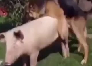 Pig pleasure session with a dog that fucks hard