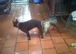 Good-looking dogs fucking around for the cam