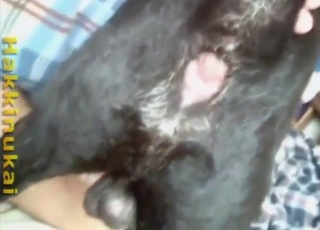 Black dog is going to ride his cock, anal cowgirl