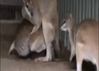 Animal whores cum during hardcore loving