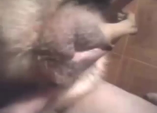 Beasts are going to orgasm during dog fucking