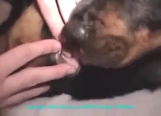 Exciting time as this dog takes his big boner