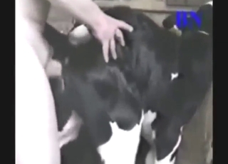 Guy shows the way this cow gets fucked silly