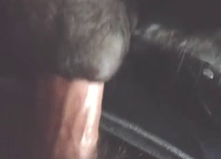 Rottweiler dog enjoying close-up penetration