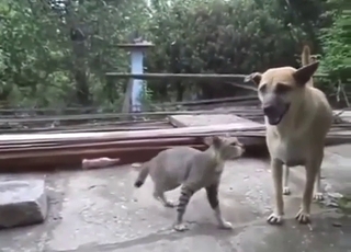 Dog vs cat fuck scene with some taboo vibes