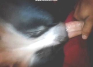 First-timer fucking animal hole with close-ups