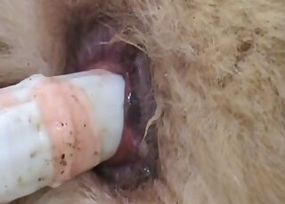 Stimulating my doggy's tight anus
