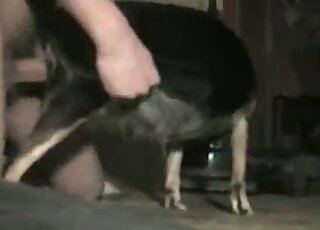 Good small dog screwed from behind on the cam